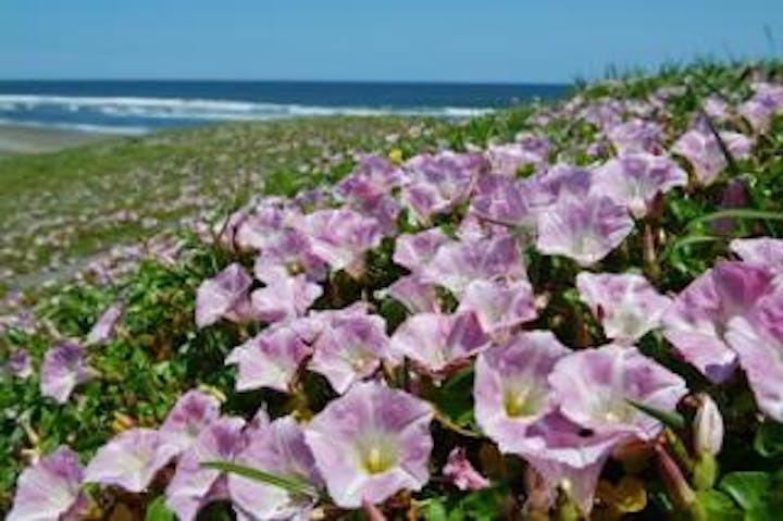 九十九里浜白子海岸ハマヒルガオ