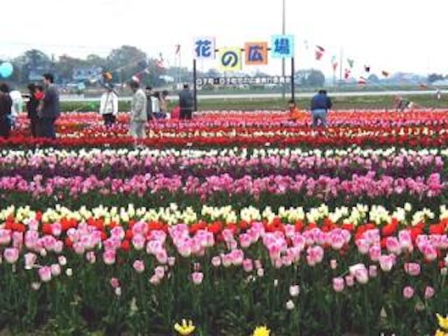 【2021年開催中止】白子チューリップ祭り