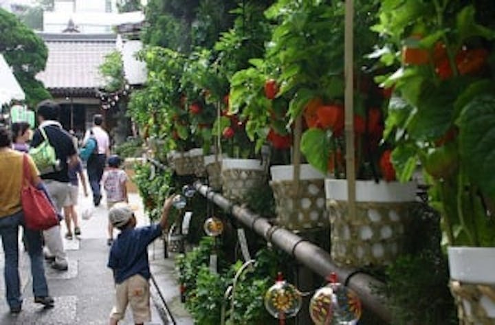 【2021年中止】第36回文京朝顔・ほおずき市