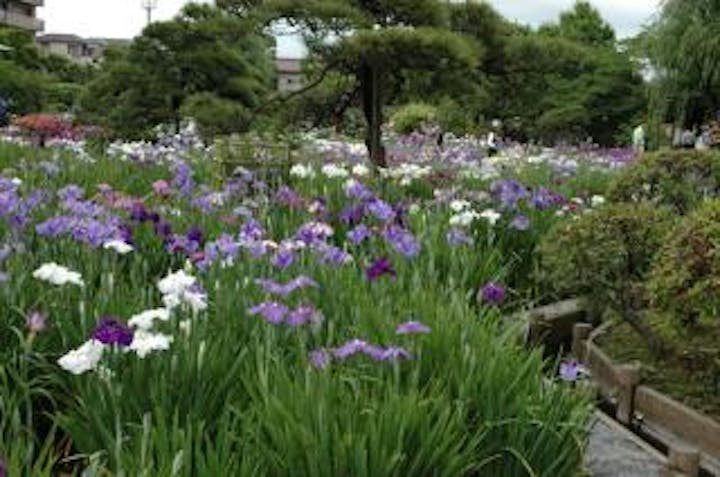 花菖蒲（堀切菖蒲園）