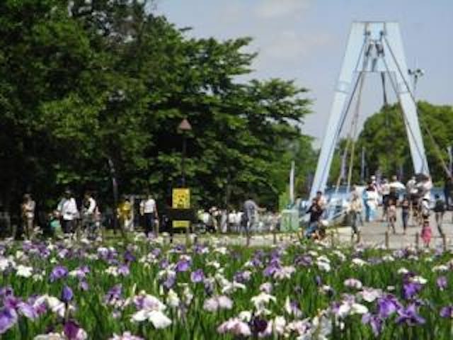 花菖蒲 水元公園 アソビュー