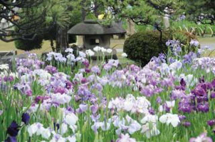 （中止）2021葛飾菖蒲まつり