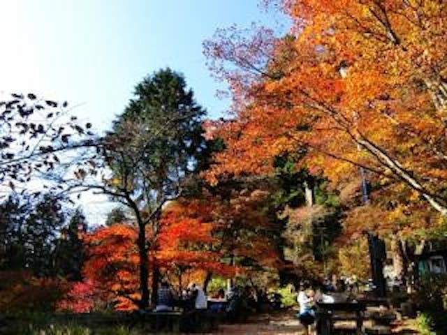 御岳山の紅葉