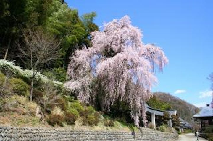 梅岩寺の桜