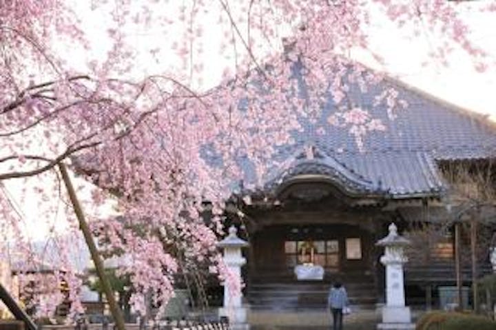 金剛寺の桜