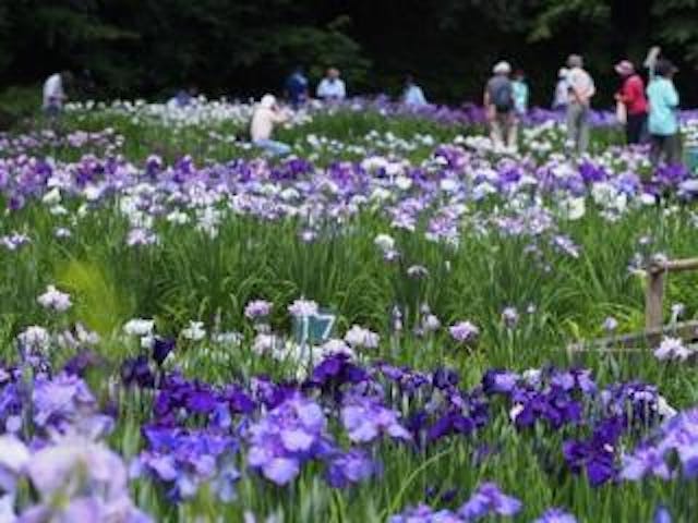 吹上花しょうぶまつり