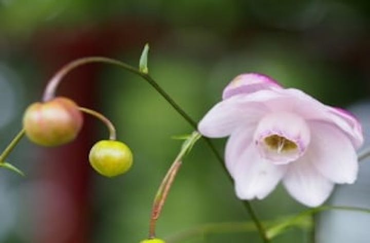 みたけ山レンゲショウマまつり