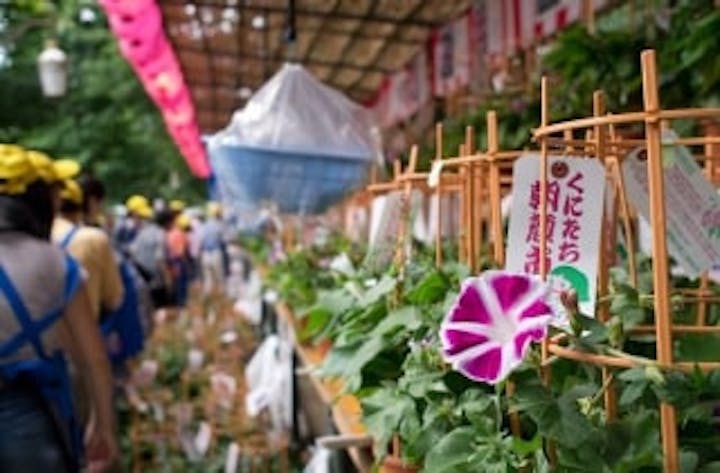 【2020年中止】第31回くにたち朝顔市