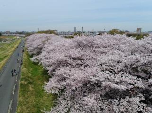 【2021年中止】こまえ桜まつり