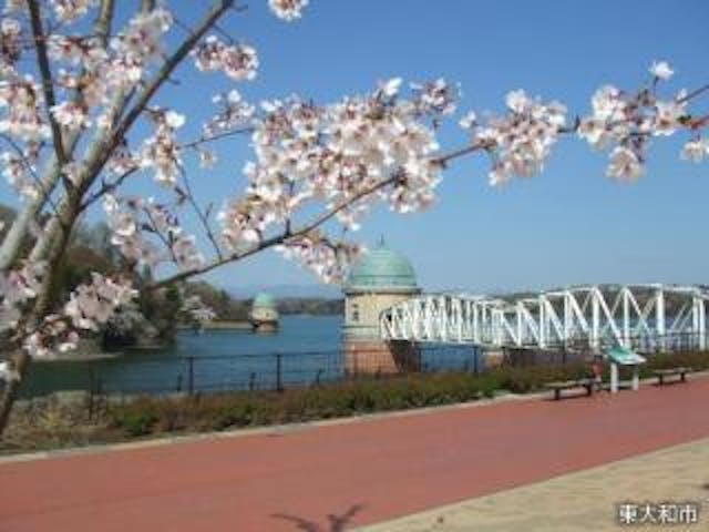多摩湖の桜