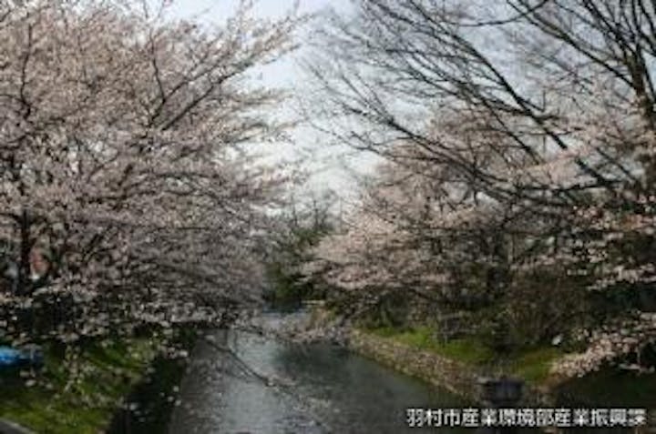 羽村の堰の桜