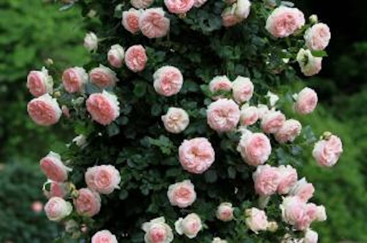 向ケ丘遊園跡地・生田緑地内のバラ