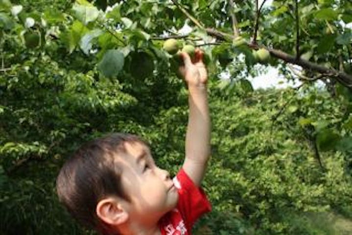 相模原市川尻財産区本沢梅園