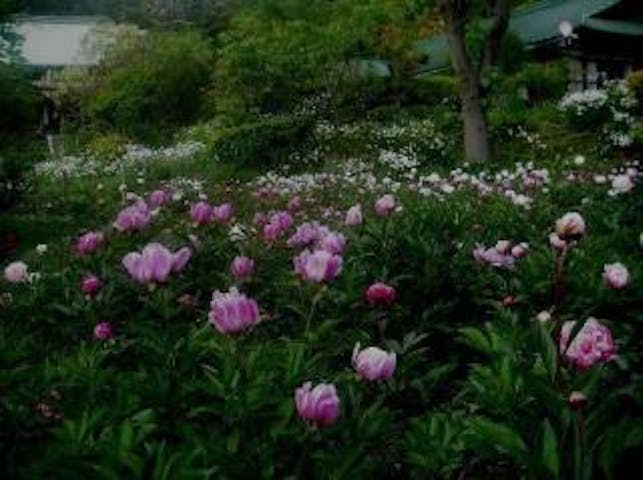 龍宝寺のシャクヤク