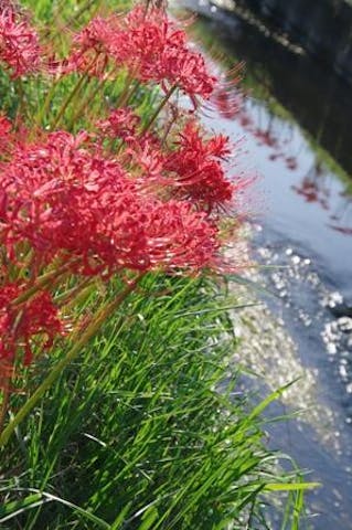 小出川彼岸花まつり