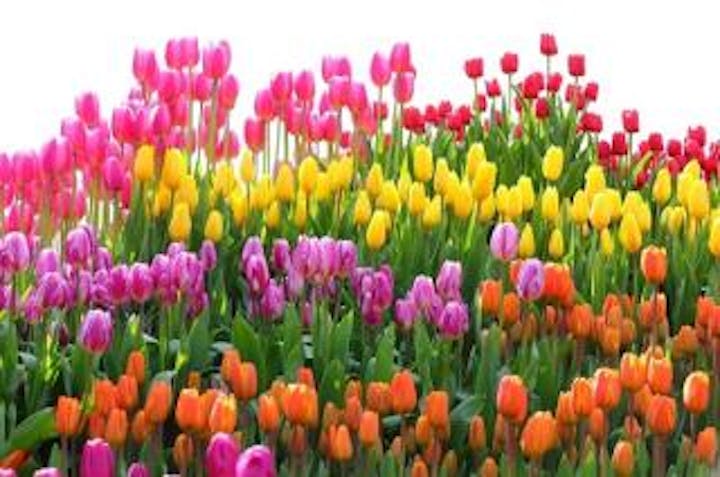 2万株の ウィンターチューリップ開花＆ライトアップ