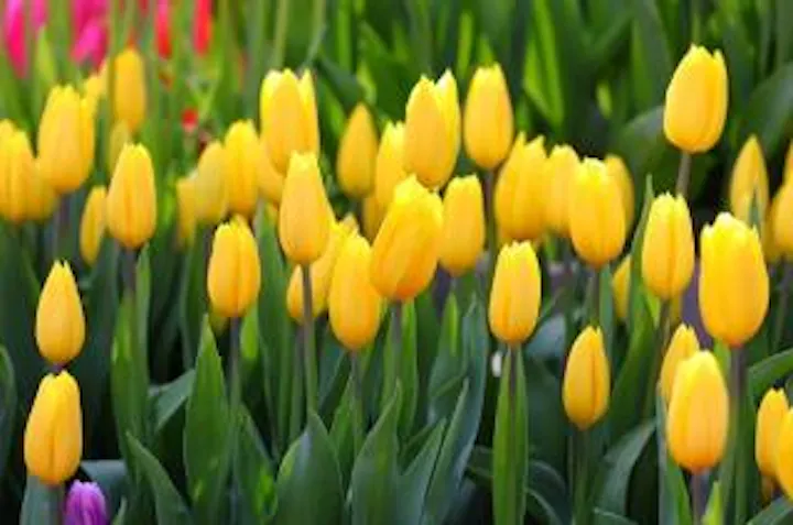 年未定 2万株の ウィンターチューリップ開花 ライトアップ アソビュー