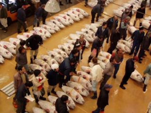 三浦市三崎水産物地方卸売市場(みさき魚市場）