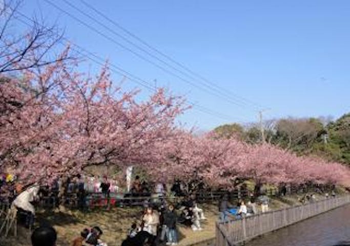 三浦海岸桜まつり
