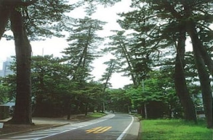 旧東海道の松並木