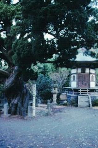 城願寺のビャクシン