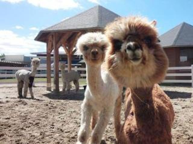 15100cc3362088506002.jpg (640×478)