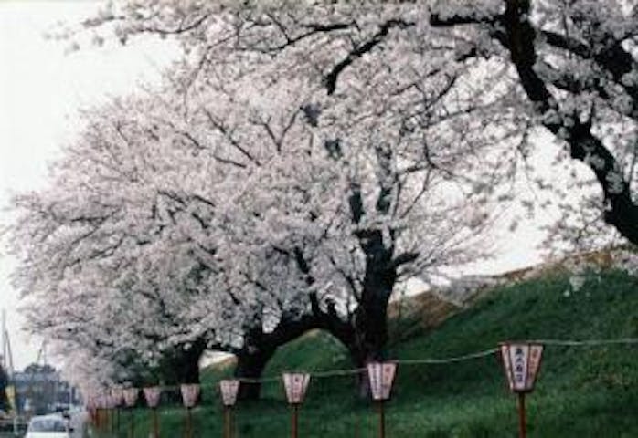 雁巻堤の桜