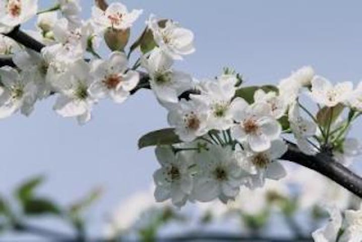 新潟市南区の果樹園【梨の花の名所】