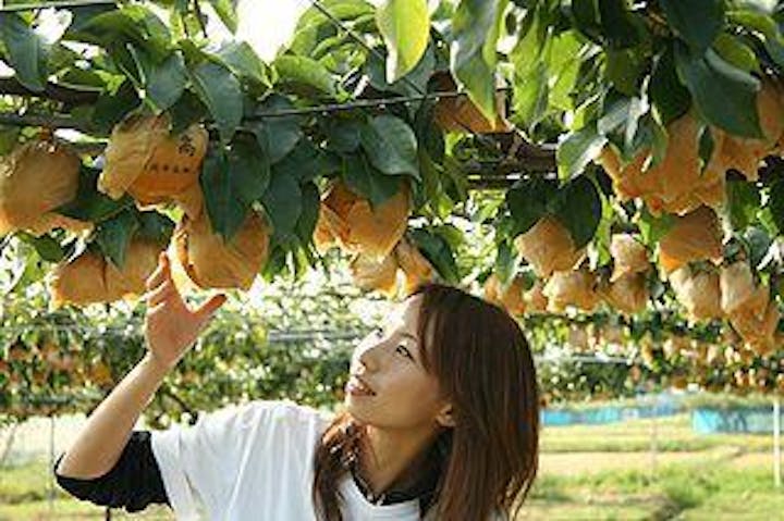 白根大郷梨中村観光果樹園