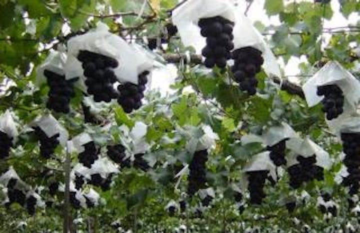 白根グレープガーデン