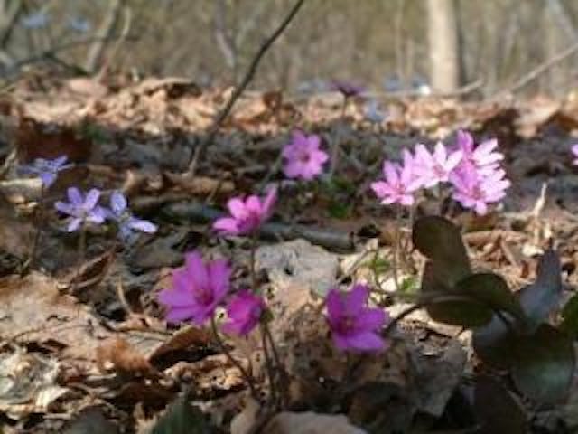 えちご雪割草街道スタンプラリー