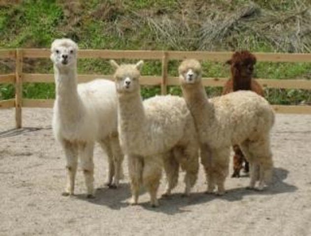 山古志アルパカ牧場