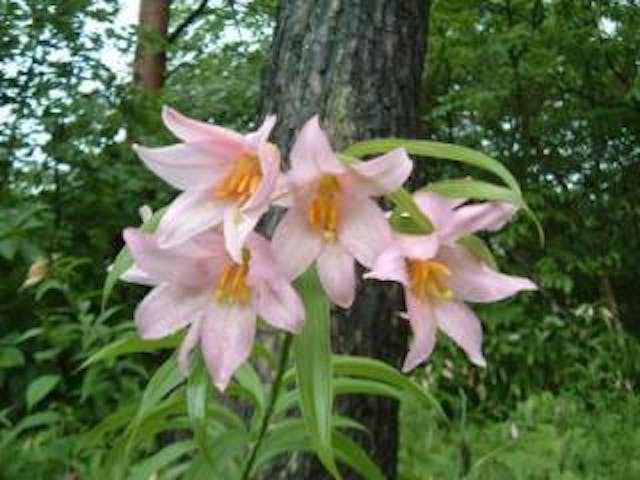 越後三条・高城ヒメサユリ祭り