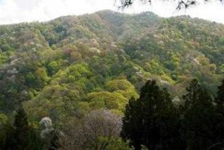 大峰山 橡平サクラ樹林