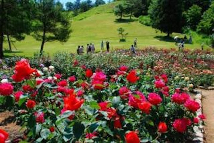 冬鳥越スキーガーデン  バラ園