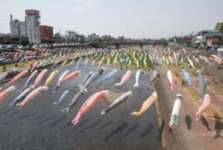 加茂川を泳ぐ鯉のぼり