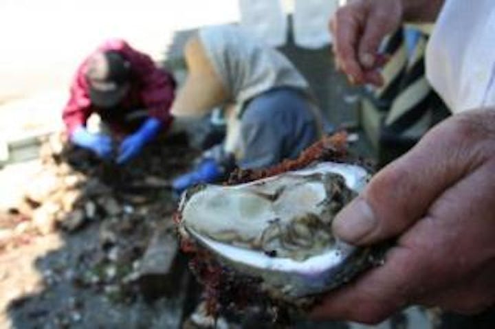 笹川流れ岩がき物語り