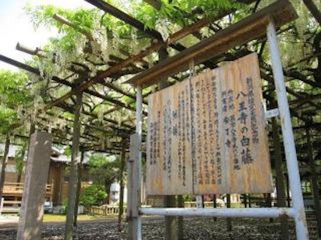 八王寺の大白藤