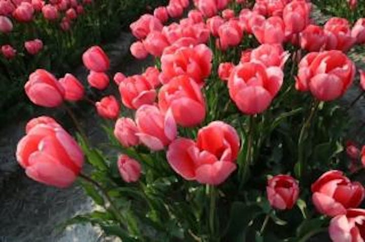 五泉市のチューリップ