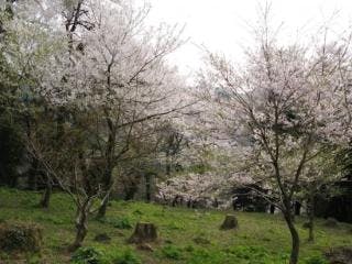 小山田彼岸桜4