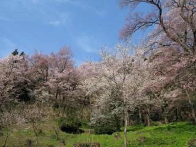 小山田彼岸桜樹林