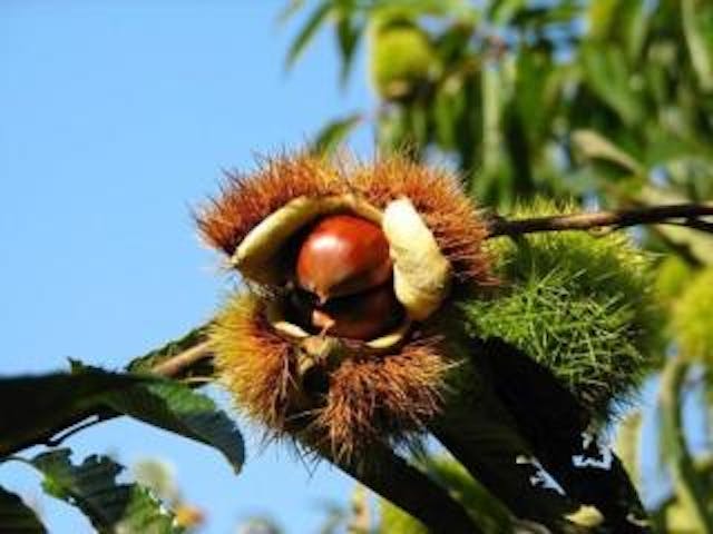 村川観光栗園【栗・サツマイモ】
