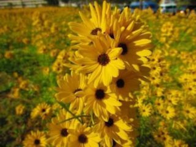 安塚フラワーロード