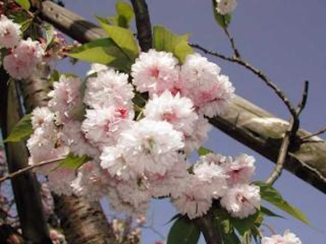 梅護寺の珠数掛ザクラ
