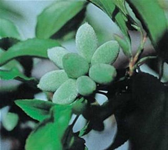 梅護寺の八房の梅