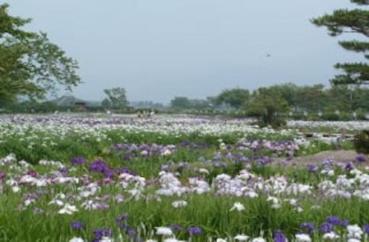 【2021年開催中止】瓢湖あやめまつり