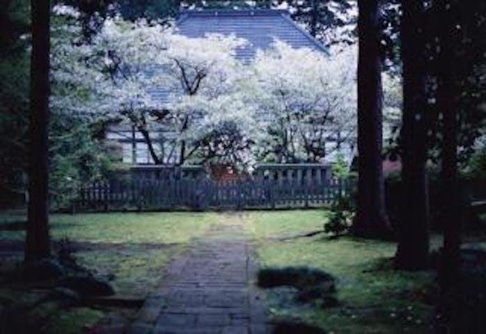 海潮寺の御所桜