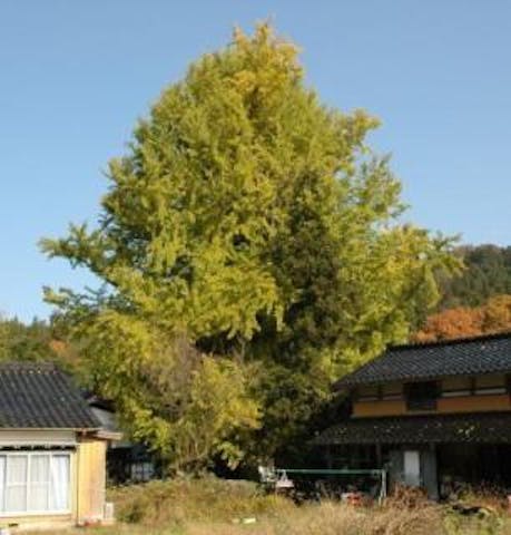 清水寺の大銀杏