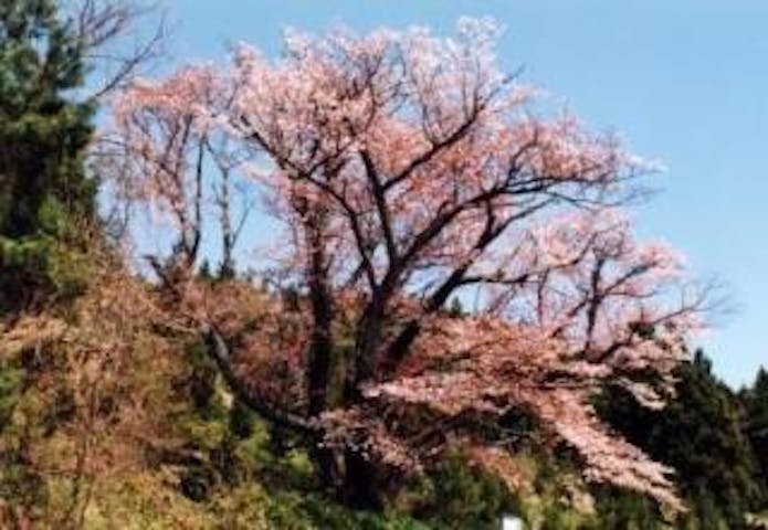 北小浦の与六郎桜