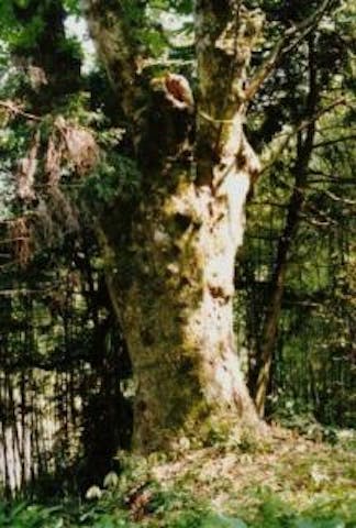 城腰のトチノキ